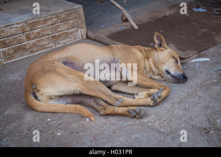 MUMBAI, India - 16 gennaio 2015: Femmina cane dorme sul terreno del marciapiede. I cani randagi sono numerose in India per le strade. Foto Stock