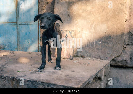 Skinny Puppy su strada con immagine del santo persona in background. India le strade sono piene di cani randagi di tutte le età. Foto Stock