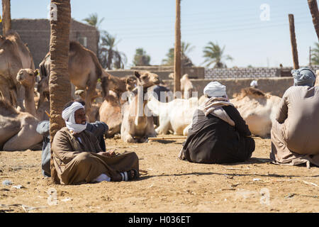 DARAW, Egitto - Febbraio 6, 2016: Locale camel venditori sul mercato di cammelli seduti sul terreno. Foto Stock