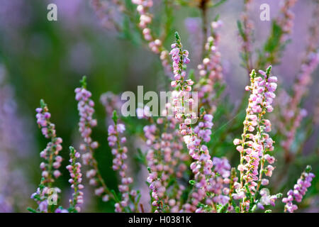 Splendida fioritura viola cool brugo (Calluna vulgaris) boccola sfondo con una profondità di campo ridotta Foto Stock