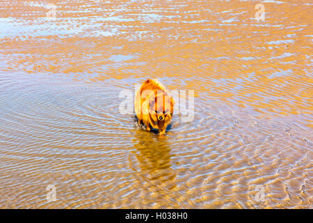Di piccole dimensioni di colore giallo cane giocando su una spiaggia. Foto Stock
