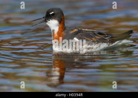 Rosso Colli (Phalarope Phalaropus lobatus), piscina per adulti in uno stagno, Vardø, Finnmark, Norvegia Foto Stock