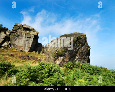 Latte di mucca e di rocce di vitello a Ilkley Moor vicino a Ilkley West Yorkshire Inghilterra Foto Stock