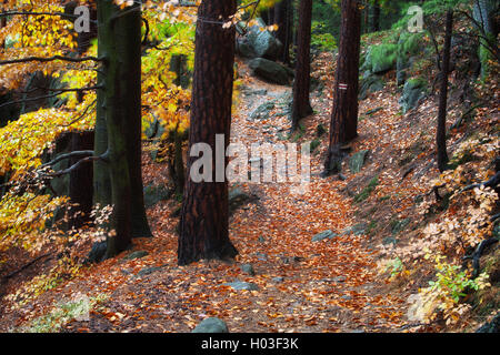 Percorso in autunno di foreste di montagna, foglie cadute a terra Foto Stock
