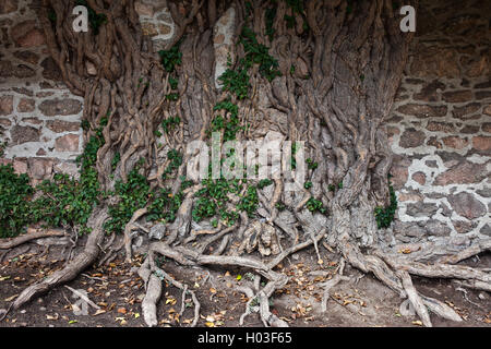 Medieval muro di pietra con ivy radici di albero, pianta rampicante, Chojnik Castle, Polonia Foto Stock