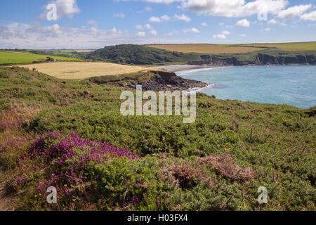 Aber Mawr, Pembrokeshire, Galles, Gran Bretagna Foto Stock