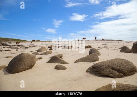 Vacche sulla spiaggia, Sant Agnese, isole Scilly, Inghilterra Foto Stock