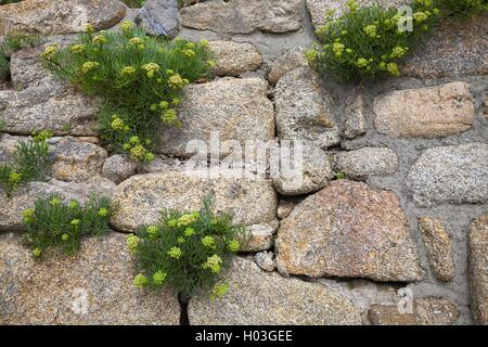 Rock Samphire (Crithmum maritimum) Foto Stock