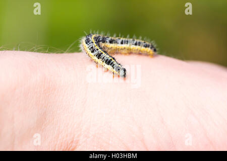 Primo piano della larva di farfalla strisciare sulla mano umana Foto Stock