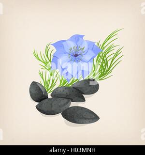 Nigella o cumino nero con fiori e foglie. Illustrazione Vettoriale Illustrazione Vettoriale