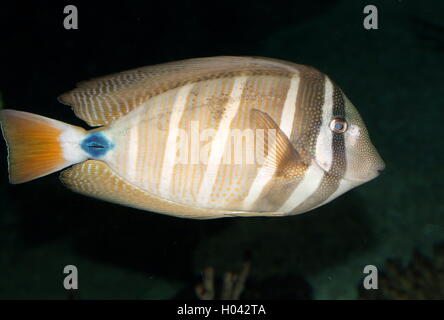 Pacific sail-fin codolo o Surgeonfish ( Velifer Zebrasoma Veliferum /) Foto Stock