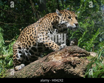 Sud Americana Jaguar (Panthera onca) accovacciato su un ramo, pronto a balzare Foto Stock
