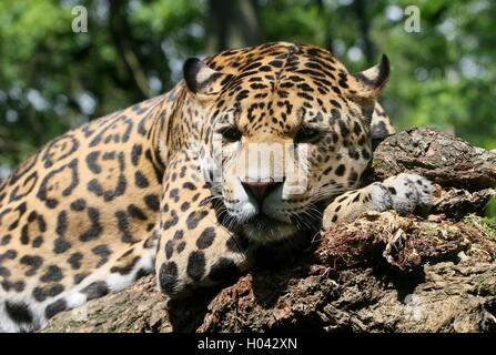 Sud Americana Jaguar (Panthera onca) di appoggio in una struttura ad albero, close-up della testa Foto Stock