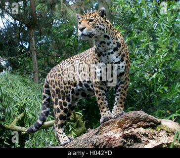 Sud Americana Jaguar (Panthera onca) sul belvedere in alto su un ramo Foto Stock