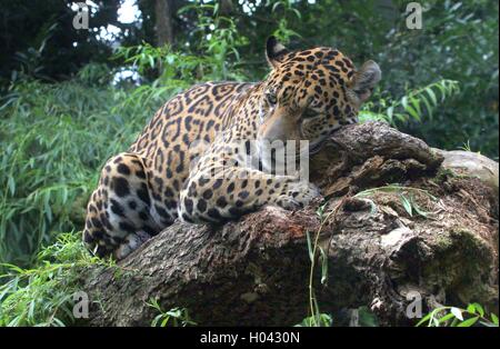 Femmina Sud Americana Jaguar (Panthera onca) di appoggio in una struttura ad albero Foto Stock