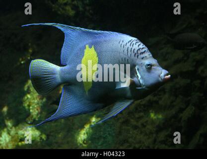 Halfmoon Angelfish (Pomacanthus maculosus), anche Yellowband angelfish, nativo del Golfo Persico e Oceano Indiano Foto Stock