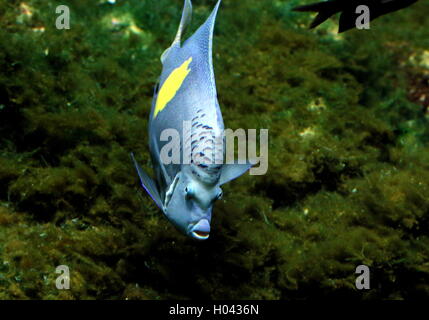 Halfmoon Angelfish (Pomacanthus maculosus), anche Yellowband angelfish, nativo del Golfo Persico e Oceano Indiano Foto Stock