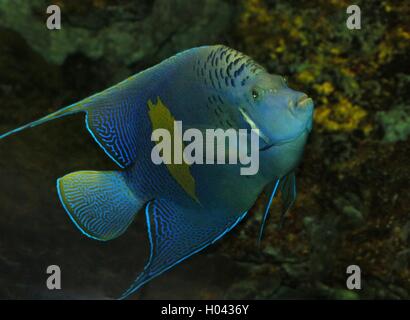 Halfmoon Angelfish (Pomacanthus maculosus), anche Yellowband angelfish, nativo del Golfo Persico e Oceano Indiano Foto Stock