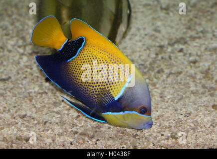 Majestic Angelfish o Blu-cinto angelfish (Pomacanthus navarchus) nativo dell'Oceano Indiano Foto Stock