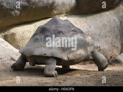 Le Galapagos La tartaruga gigante (Chelonoidis nigra) a piedi. (Anche Chelonoidis niger, Chelonoidis elephantopus, Geochelone nigra) Foto Stock