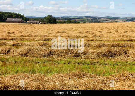 Raccolte di campi e terreni agricoli in tutta la valle di Strathmore nelle zone rurali a Dundee, Regno Unito Foto Stock