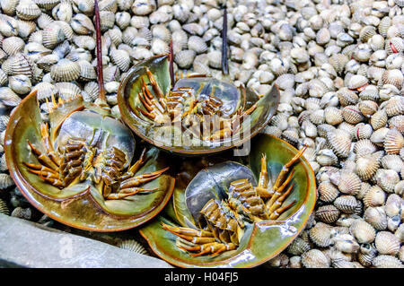 Il ferro di cavallo di granchi e crostacei in stallo in Krabi città mercato di mattina, nel sud della Thailandia Foto Stock