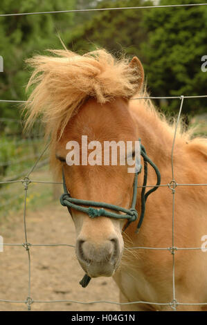 Ritratto di pony zenzero con capelli divertenti Foto Stock