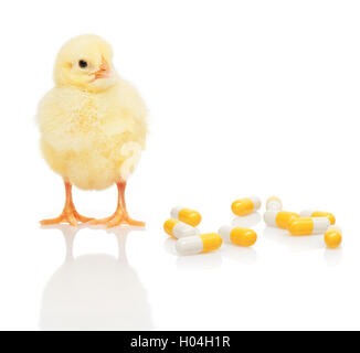 Piccolo giallo pollo vicino a pila di giallo e bianco capsule, isolati su sfondo bianco Foto Stock