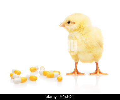 Piccolo giallo pollo vicino a pila di giallo e bianco capsule, isolati su sfondo bianco Foto Stock