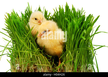 Due piccoli polli giallo in erba verde, isolato su sfondo bianco Foto Stock