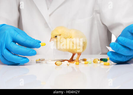 Piccolo giallo pollo getting pillola da veterinari mano su sfondo bianco Foto Stock