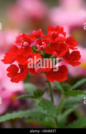 La verbena AZTEC RED Foto Stock