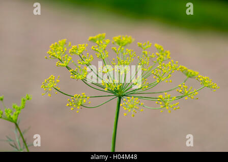 ANETHUM GRAVEOLENS aneto Foto Stock