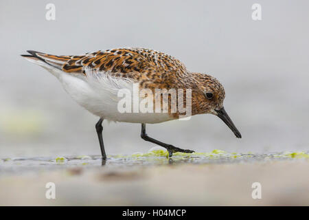 Little stint (Calidris minuta) adulto feding sulla riva Foto Stock