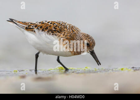 Little stint (Calidris minuta) Alimentazione adulto sulla riva Foto Stock