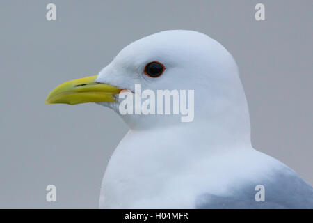 Mew Gull (Larus canus), Adulto close-up Foto Stock