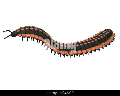 Arthropleura era un insetto gigante di invertebrati che vivevano in America del Nord e della Scozia durante il periodo Carbonifero. Foto Stock