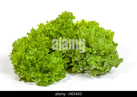 Studio shot di pelo di parentesi il verde delle foglie della pianta di senape su sfondo bianco Foto Stock
