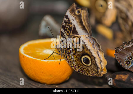 Helena morfo (Morpho helenor carillesis) a Orange Foto Stock