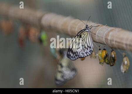 Idea leuconoe, conosciuto anche come carta aquilone Butterfly Foto Stock