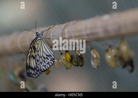 Idea leuconoe, conosciuto anche come carta aquilone Butterfly Foto Stock