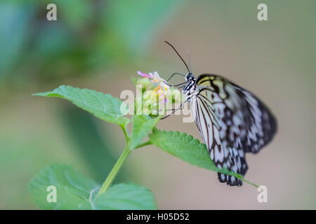 Idea leuconoe, conosciuto anche come carta aquilone Butterfly Foto Stock