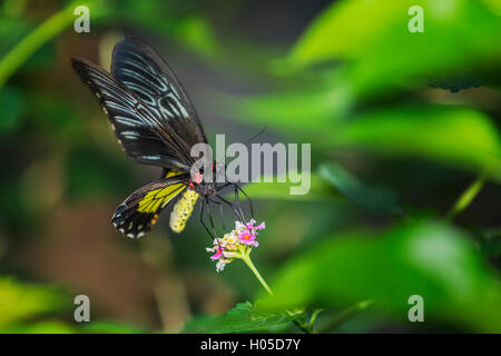 La regina Alexandra's (Papilionidae Ornithoptera alexandrae) Foto Stock