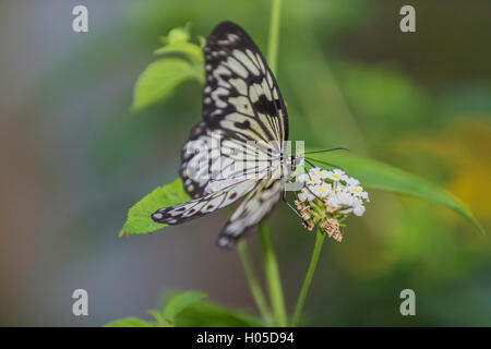 Idea leuconoe, conosciuto anche come carta aquilone Butterfly Foto Stock