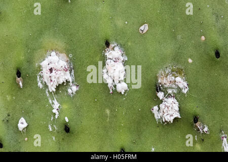 La cocciniglia bug sul ficodindia cactus pad. Queste sono insetto della famiglia Dactylopiidae e produrre un colorante rosso cremisi quando schiacciato. Foto Stock