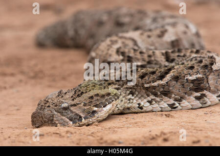 Puff sommatore (Bitis Arietans) Foto Stock