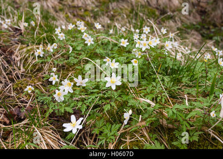 Legno (anemone Anemone nemorosa ,) fiori che crescono nel bosco in primavera in Inghilterra, Regno Unito Foto Stock