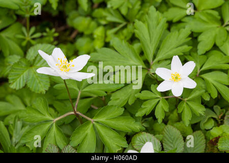 Legno (anemone Anemone nemorosa ,) fiori che crescono nel bosco in primavera in Inghilterra, Regno Unito Foto Stock