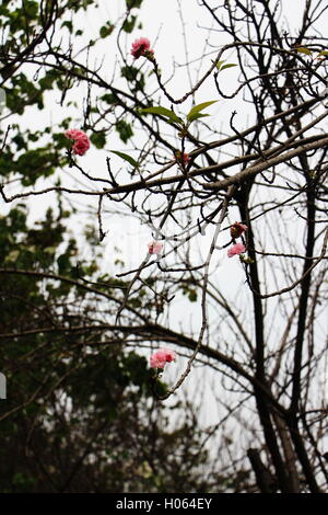 Xiaogan, Xiaogan, Cina. Xix Sep, 2016. Xiaogan, CINA-Settembre 19 2016:?(Editorial?uso?Solo.?CINA?OUT) la fioritura dei ciliegi fioriscono in un parco in Xiaogan, Cina centrale¡Â¯s Provincia di Hubei, il 19 settembre 2016. Fiori Ciliegio solitamente fiorisce in primavera e eâ¡Â¯s raro vedere dei ciliegi in fiore in autunno, che sorpreso molte persone. © SIPA Asia/ZUMA filo/Alamy Live News Foto Stock