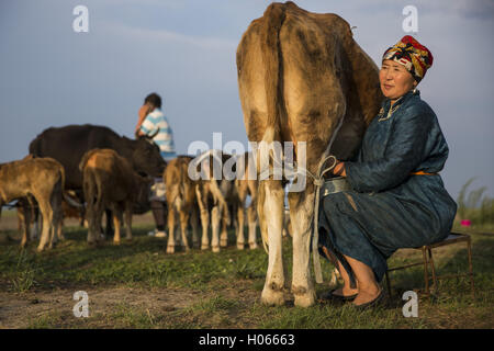 Altanbulag, Mongolia. 28 Luglio, 2016. Una donna di latti di una mucca come suo marito parla al telefono in Altanbulag, Mongolia il 28 luglio 2016. Questo imbrancandosi famiglia ha recentemente iniziato ad accettare gli ospiti via Airbnb.Fotografo: Taylor Weidman © Taylor Weidman/ZUMA filo/Alamy Live News Foto Stock